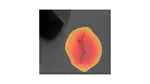 The contribution of lip protrusion to Anglo-English /r/: Evidence from hyper- and non-hyperarticulated speech